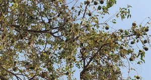 Bela (Wood apple) Pana Sankranti 2025