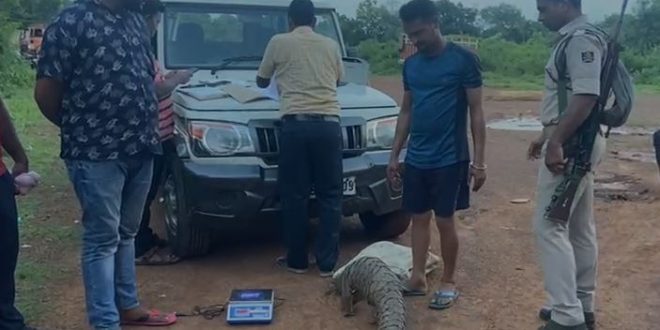 Pangolin rescued in Bhubaneswar