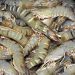 Odisha Plans To Promote Marine Products Overseas