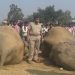 Elephants’ Death Due To Lightning: DFO