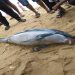 Dolphin carcass at Budhabalang river