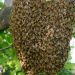 Honey bee attack