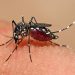 Japanese Encephalitis Malkangiri
