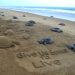 Hundreds of dead turtles found at Puri beach; Sudarsan appeals for conservation