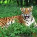 Satkosia Tiger Reserve Faces Big Cat Extinction
