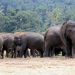 2017 Elephant Census