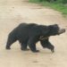 Two villagers critical in wild bear attack in Ganjam