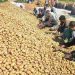 Potato crisis Odisha: Potato Remains Too Hot To Handle in Odisha