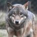 Nandankanan Zoological Park welcomes grey wolves