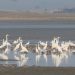 Bird poachers turn protectors in Mangalajodi, Chilika