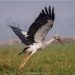 Mangalajodi: A Paradise for Avian Fauna