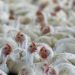 Avian influenza