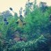 Ganja cultivation destroyed in Odisha
